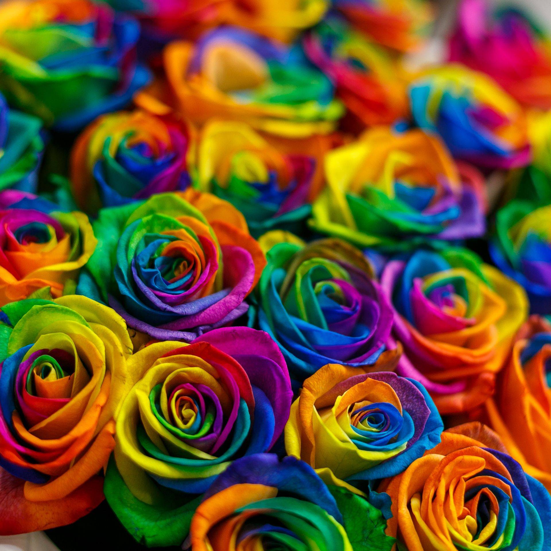 Разноцветные радужные розы