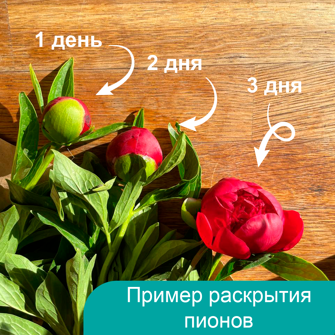 Букет из 9 бордовых пионов (Россия) купить в СПб | Фото и видео букета ...