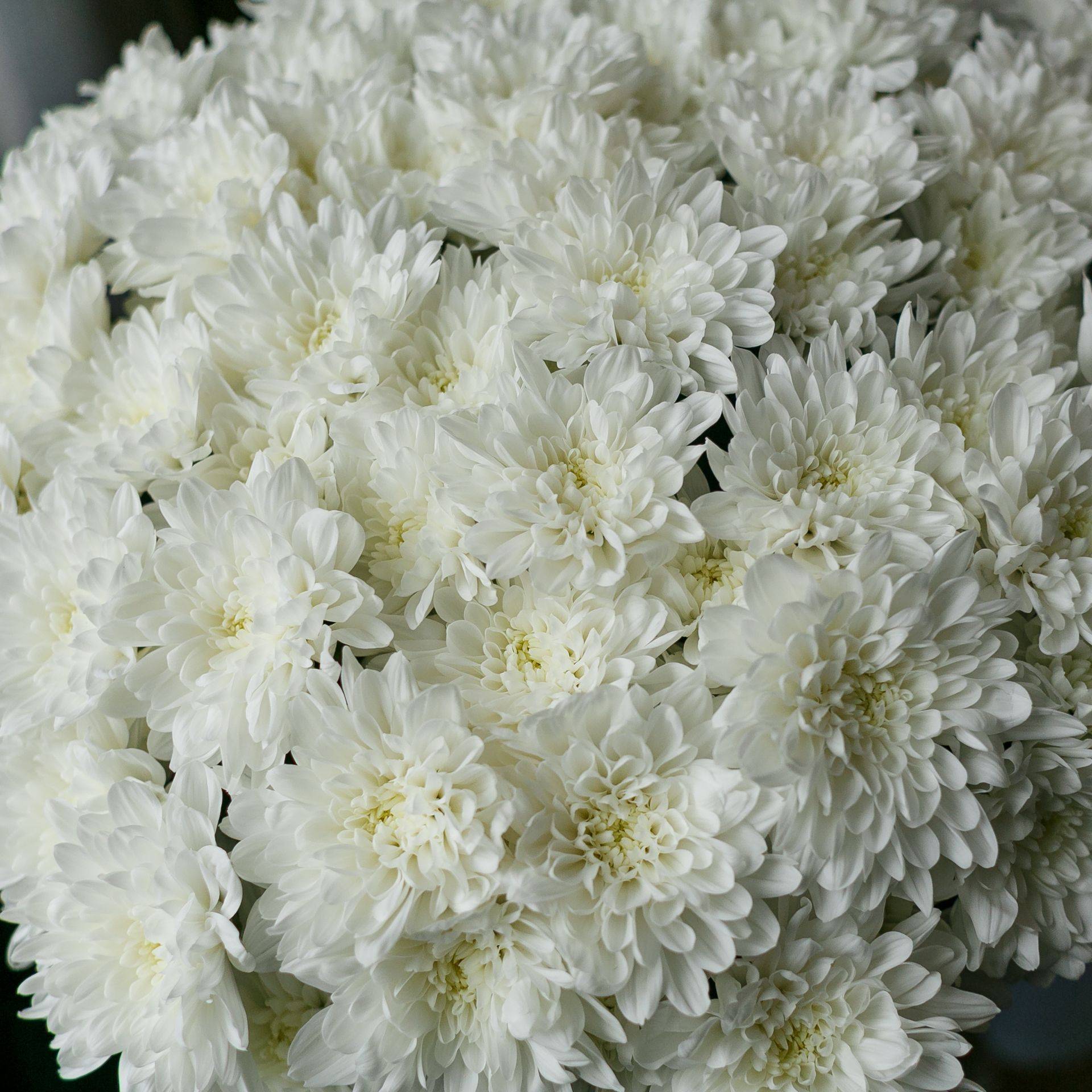 свадебная хризантема фото
