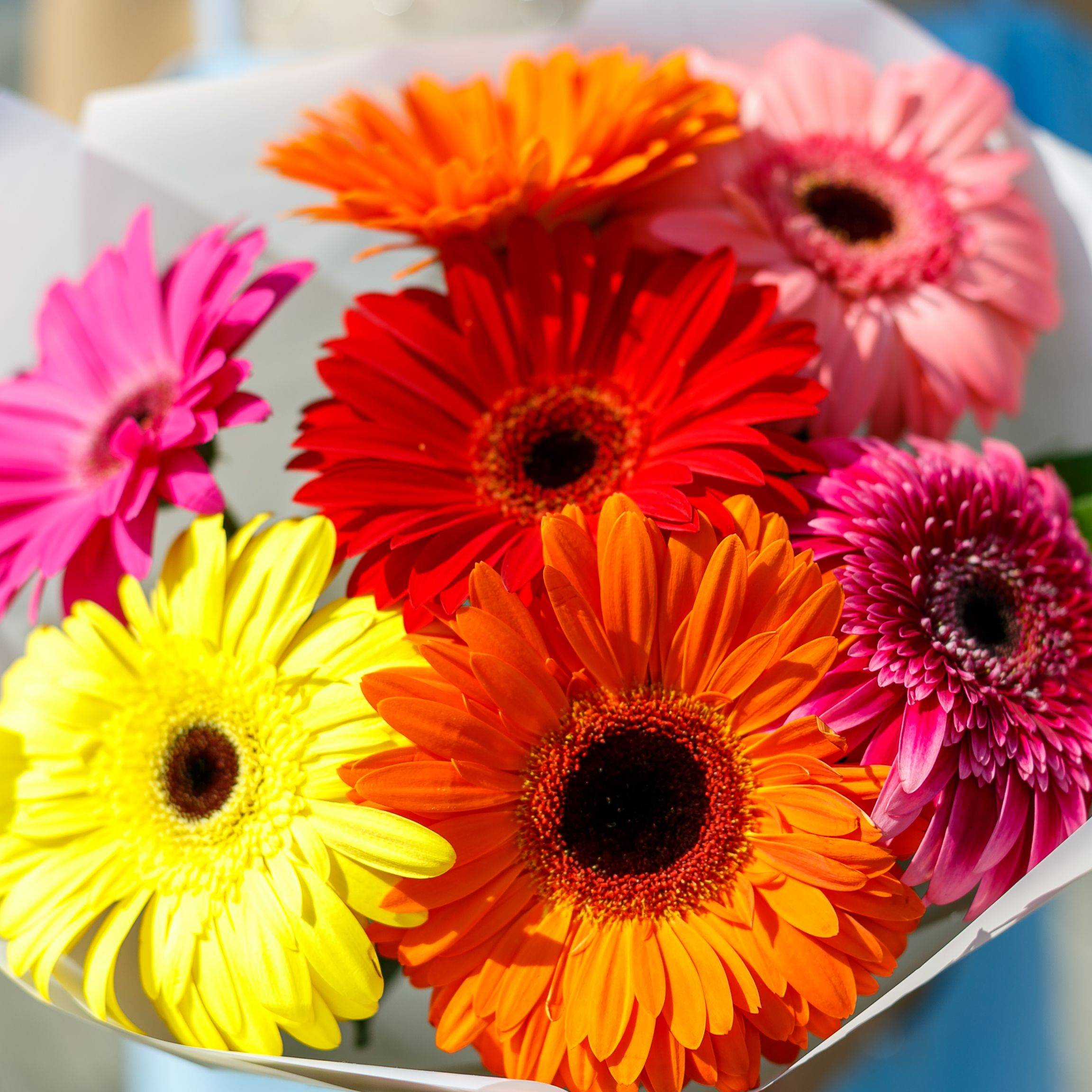 Букет из 7 гербер микс купить в Санкт-Петербурге | Интернет-магазин ...