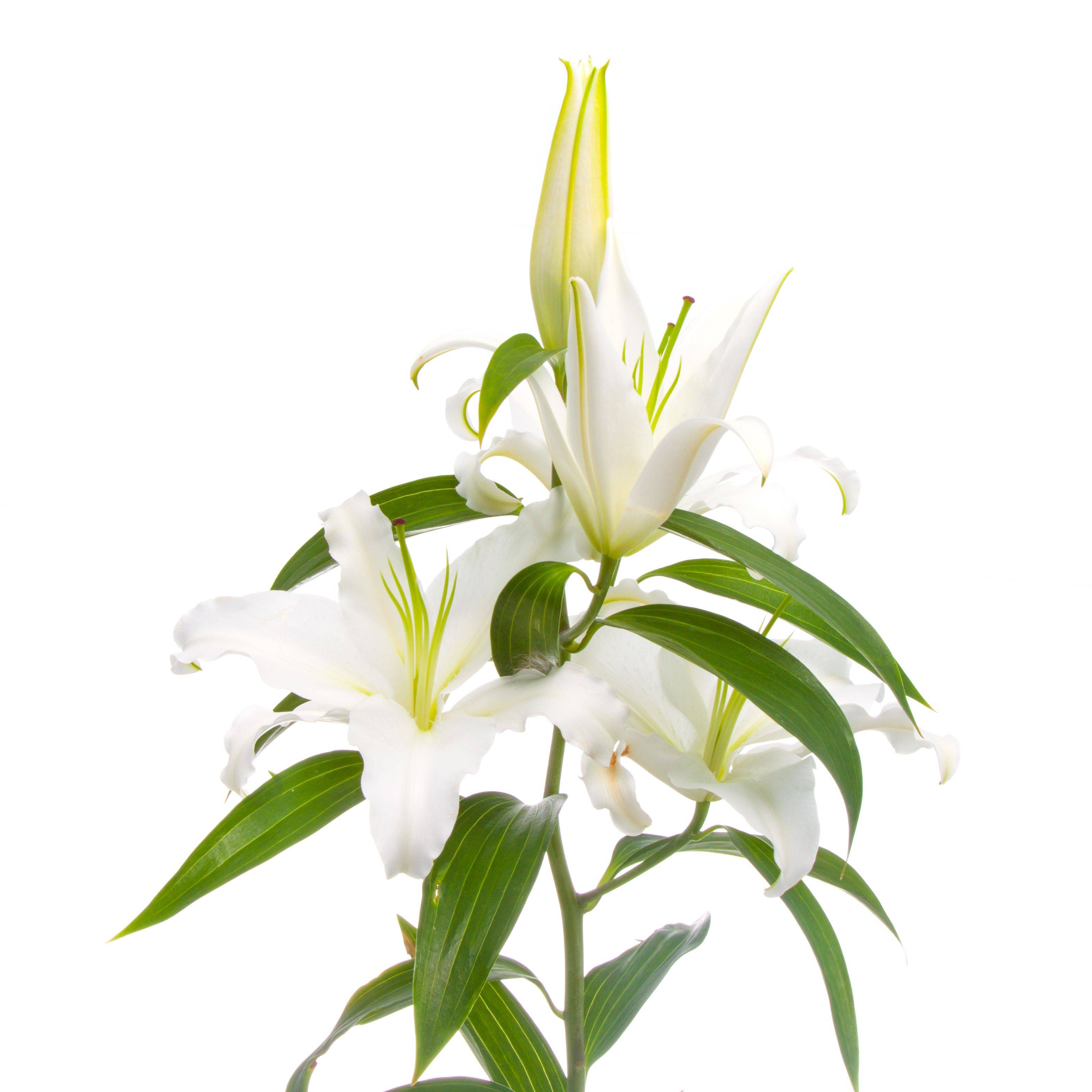 Купить лилии с доставкой. Лилия голландская белая. Лилия белая куст. Белая Лилия 2023. Lamela Лилия белая.