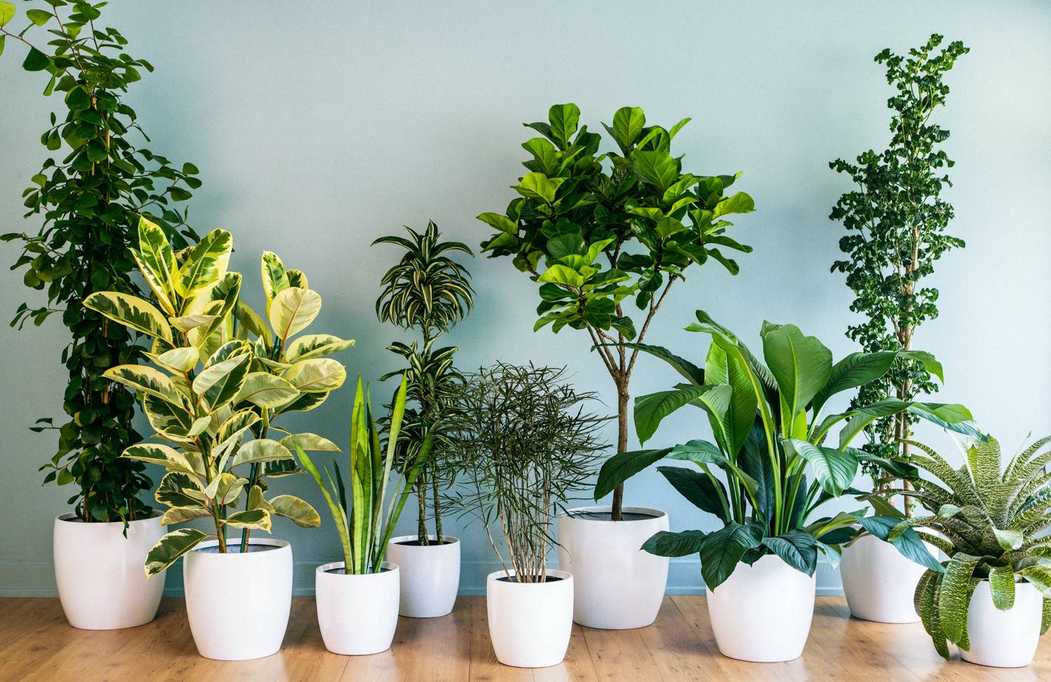 Как правильно ухаживать за комнатными растениями? | Блог интернет-магазина  АртФлора