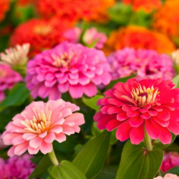  Цинния — яркие цветы в вашем саду