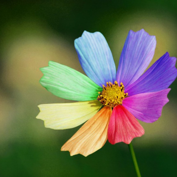 Цветы с разноцветными лепестками: фото и названия