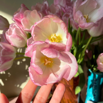 Как распускаются розовые тюльпаны