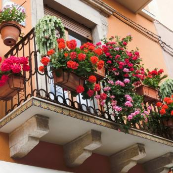 Какие цветы поставить на открытом балконе