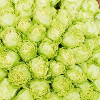 Букеты с зелёными цветами