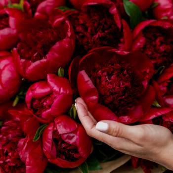 Букеты с бордовыми цветами