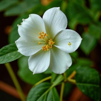 Миддлемист - самый редкий цветок