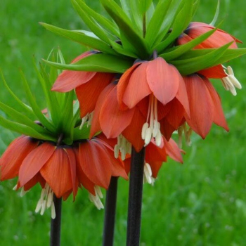 Рябчик императорский (Fritillaria imperialis): описание и фото.