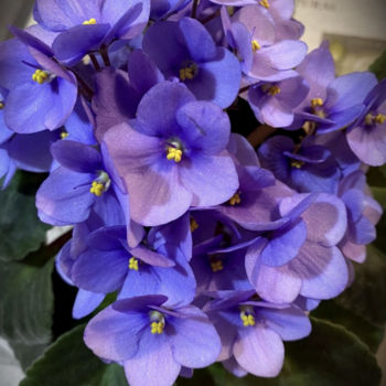 Фиалка (Viola) - описание, уход и фото