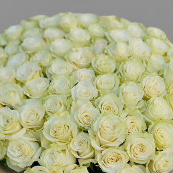 Букет из 101 белой розы 70 см (Эквадор)