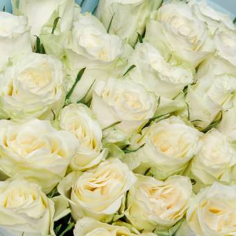 Роза белая 50 см (Кения) поштучно