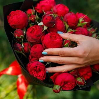 Пионовидная кустовая роза Ред Пиано 50 см поштучно