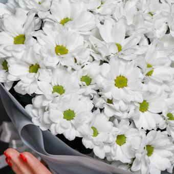 Хризантема кустовая белая Бакарди (ромашка) поштучно