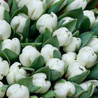 Тюльпаны поштучно белые (Голландия)