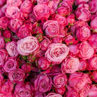 Пионовидная кустовая роза Леди Бомбастик 50 см поштучно