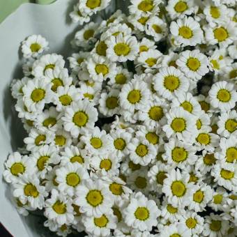 Букет из 15 белых кустовых хризантем Сантини в корейской упаковке