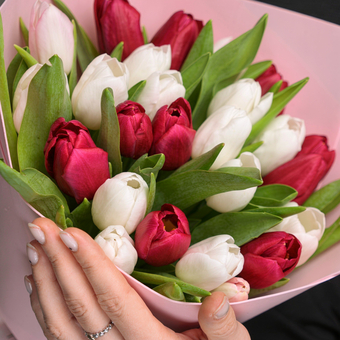 Букет из 25 белых и малиновых тюльпанов (Голландия) в фоамиране