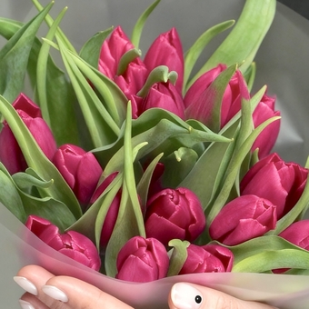 Тюльпаны поштучно малиновые (Голландия)