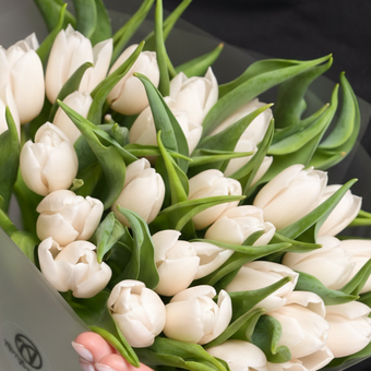 Тюльпаны поштучно белые (Голландия)