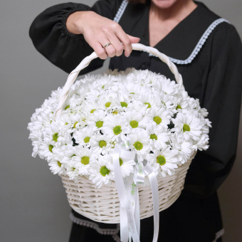 Корзина с кустовыми хризантемами Бакарди (ромашка) в белой корзине
