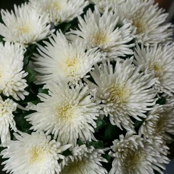 Букет из 15 одноголовых белых хризантем