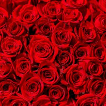 Роза красная 70 см (Эквадор) поштучно