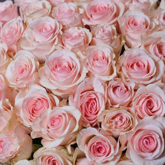 Букет из 25 розовых роз 70 см (Эквадор)