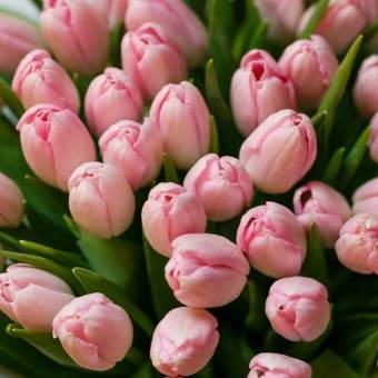 Тюльпаны розовые поштучно (Голландия)