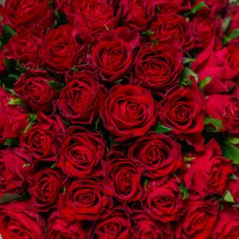 Роза красная 40 см (Кения) поштучно