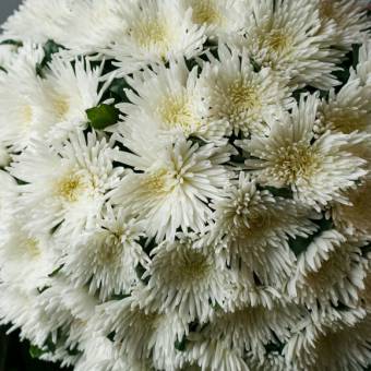 Хризантема одноголовая белая поштучно