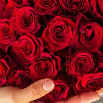 Роза красная 40 см (РФ) поштучно