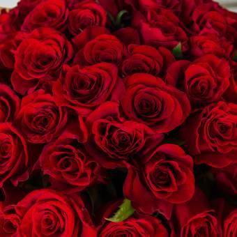 Букет из 101 красной розы 40 см (РФ)