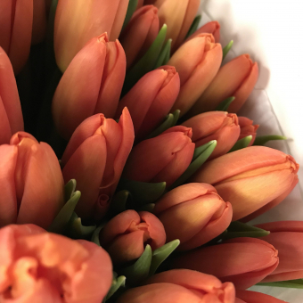 Тюльпаны оптом от 50 шт оранжевые (Голландия) 