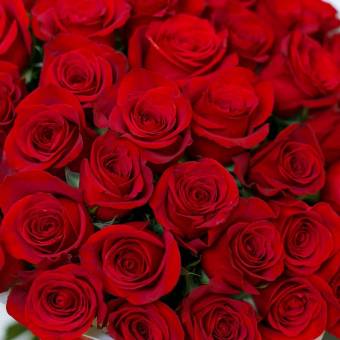 Роза красная 50 см (Эквадор) поштучно