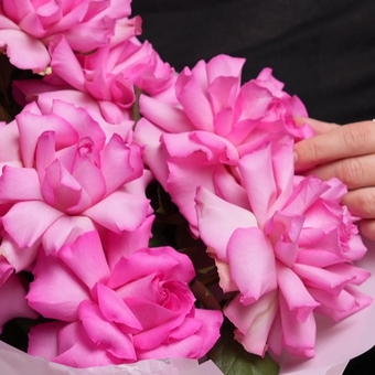 Букет из 9 ярко-розовых французских роз в корейской упаковке