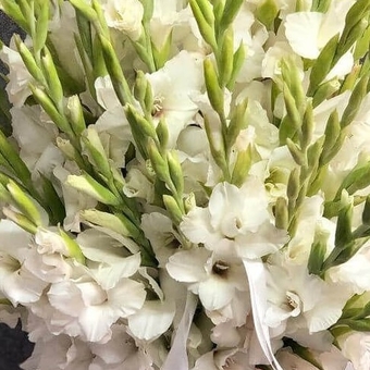 Гладиолус белый поштучно