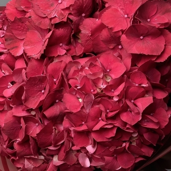 Гортензия красная поштучно