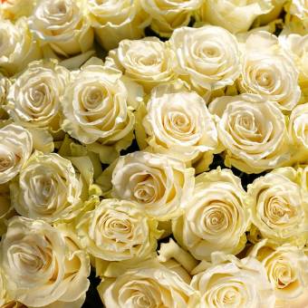 Роза белая 70 см (Эквадор) поштучно