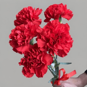 Букет из 5 красных гвоздик