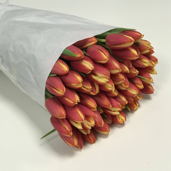 Тюльпаны оптом от 50 шт двухцветные (Голландия) 
