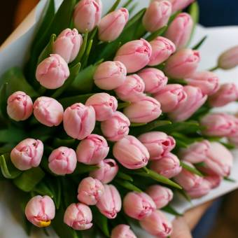 Тюльпаны розовые поштучно (Голландия)