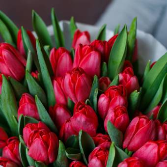 Тюльпаны оптом от 50 шт красные (Голландия) 