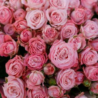 Пионовидная кустовая роза Мадам Бомбастик 50 см поштучно