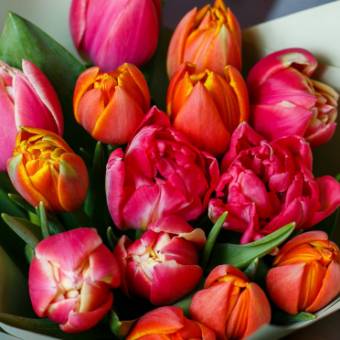 Тюльпаны пионовидные поштучно микс (Голландия)