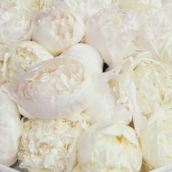 Пион белый сорта Claude Tain поштучно