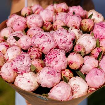 Букет из 51 розового пиона (Голландия)