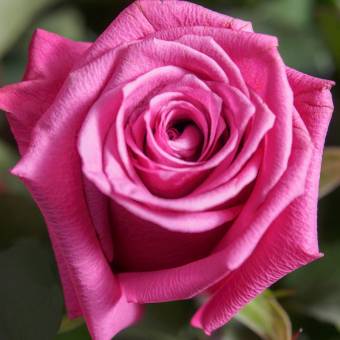 Розовая роза 50 см (Эквадор) поштучно