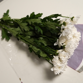Пачка белой кустовой хризантемы